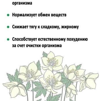 Морозник Кавказский для похудения 5 пак. - 50 гр. — изображение 3