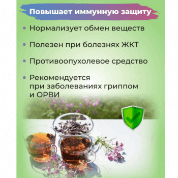 Cypress (Ivan-tea) - Image 3